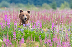 Bear sitting in tall flowers