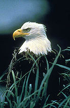 Eagle Photo