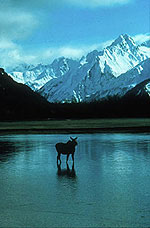 Moose and Mountain